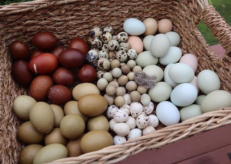 a woven basket filled with a variety of eggs, including brown chicken eggs, green chicken eggs, and spotted quail eggs. there is also a small feather among the eggs. the eggs are of varying sizes and colors, and the basket appears to be resting on a wooden surface.