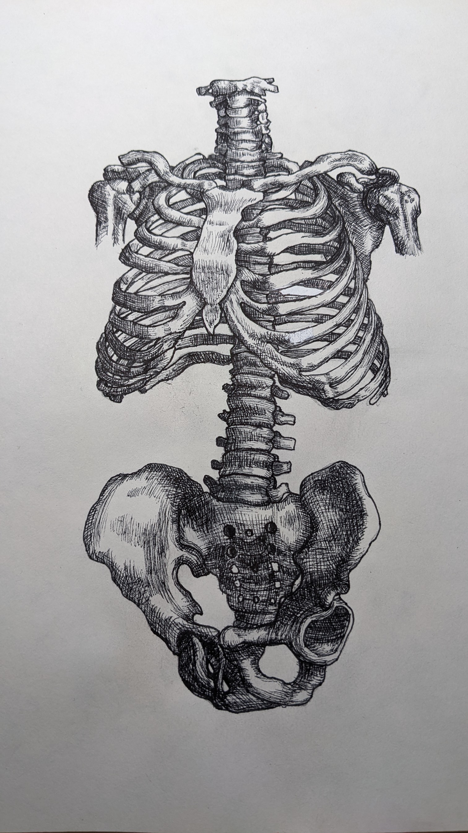 a pen and ink drawing of a human skeleton, specifically the rib cage, spine and pelvis. the drawing is highly detailed and anatomically accurate. the artwork is done in black and white and appears to be a study of the human skeletal system.