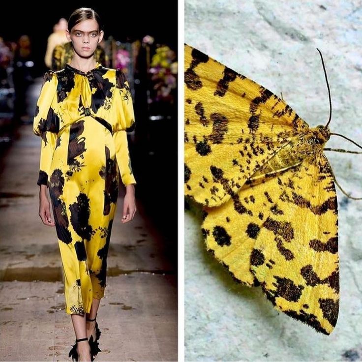 the image shows a model on a runway wearing a yellow and black patterned dress. the dress has a similar pattern to the wings of a moth, which are shown in the right side of the image. the model is wearing black high heels and her hair is styled in a simple, elegant way. the image is a great example of how nature can inspire fashion.