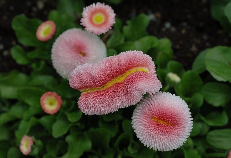 a closeup shot showcases a vibrant arrangement of pink pomponette daisies amidst lush green foliage. the delicate petals of the flowers, arranged in dense clusters, create a visually appealing texture. the composition highlights the beauty and detail of these garden flowers.