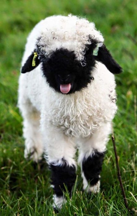 a closeup shot of a black and white fluffy lamb standing in the green grass. the lamb has a black face and legs and is looking straight at the camera. the lamb is standing in a field of green grass.