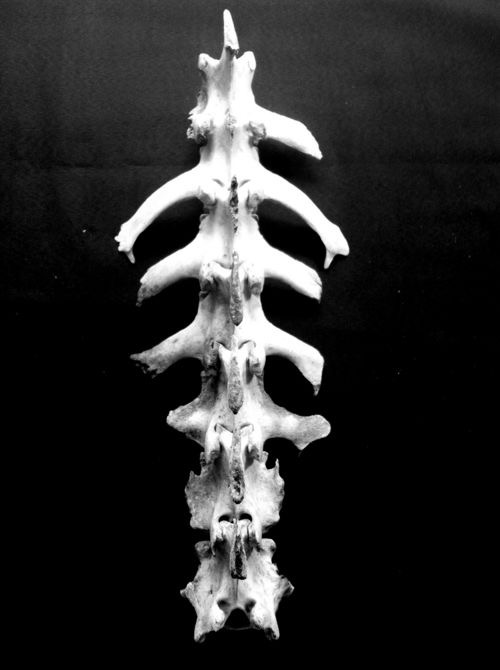 the image shows the spine of an animal, likely a mammal, laid out on a black background. the intricate details of the vertebrae and ribs are clearly visible due to the stark contrast provided by the black backdrop.