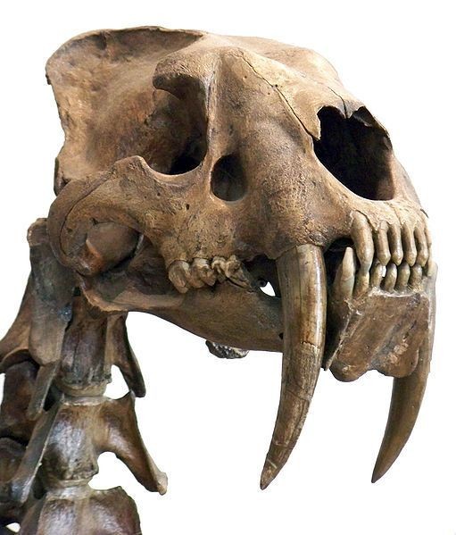 a closeup image of a sabertoothed cat skull. the skull is a fossil, and the saberlike teeth are prominent. the skull is mounted on a display stand.