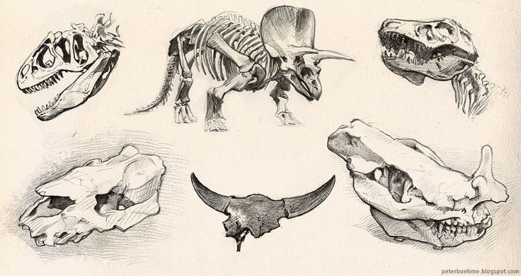 the image contains a collection of drawings depicting various dinosaur skeletons and skulls. there's a full skeleton of a triceratops, heads/skulls of tyrannosaurus rex, and other animal skull types. the drawings are in a sketchlike style, suggesting they may be studies or illustrations. the art is done in a monochromatic style.