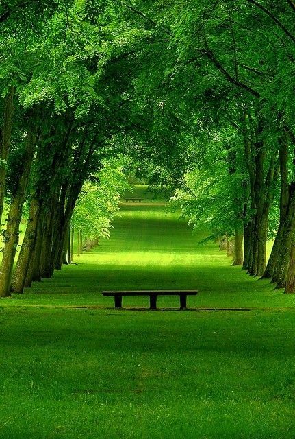 a wooden bench sits in the middle of a grassy pathway that leads through a grove of trees. the trees have lush green leaves and create a tunnellike effect over the path. the light filtering through the trees creates a dappled pattern on the ground. the scene is peaceful and serene, evoking a sense of tranquility and relaxation.