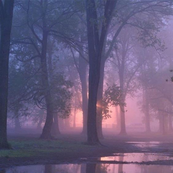 a foggy forest with tall trees in the evening with the setting sun visible in the background. the image has a soft, purple and pink hue and is reflected in the puddles of water on the ground.