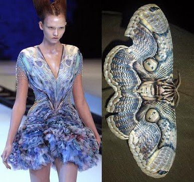 a fashion model is wearing a dress that resembles a moth. the dress is made of blue and gray fabric and has a winglike design. the model is walking on a runway and is looking straight ahead.  the image is also showing a closeup of the moth that the dress is inspired by. the moth has large, intricate wings and its body is also blue and gray. the image is a great example of how nature can inspire fashion design.