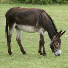 a donkey with a brown and gray coat is grazing in a grassy field. the donkey is facing to the right and is wearing a halter. the field is green and there is some vegetation in the background. the lighting is natural and the perspective is a side view.