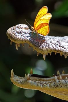 a closeup of a crocodile's open mouth, showing its sharp teeth. a yellow and orange butterfly sits on top of the crocodile's snout. the background is blurred and green.