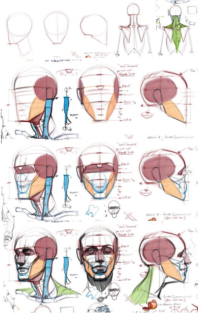 the image is a page from an anatomy drawing tutorial. it focuses on the muscles of the head and neck, showing various angles and stages of construction. the drawings are done in a loose, sketching style using pencil with red and blue highlights to indicate muscle groups and bony landmarks.  the page includes annotations and labels to guide the viewer in understanding the forms and structure.