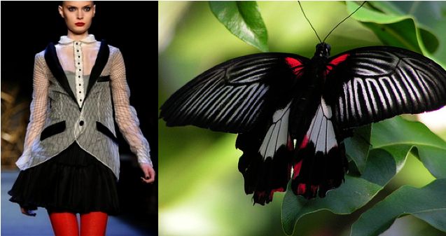 a fashion model is wearing a white and black tuxedo jacket with a red skirt and tights. she is posing on a runway. in the background, a black and white butterfly with red stripes is perched on a green leaf.
