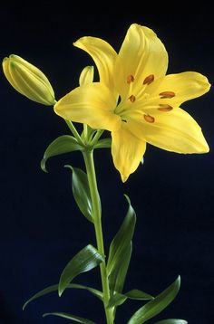 a single yellow lily against a black background. the lily is in full bloom with visible orange pollen on the stamens. its vibrant color is accentuated by the dark backdrop.  the image is sharply focused, highlighting the delicate details of the flower's petals and leaves.