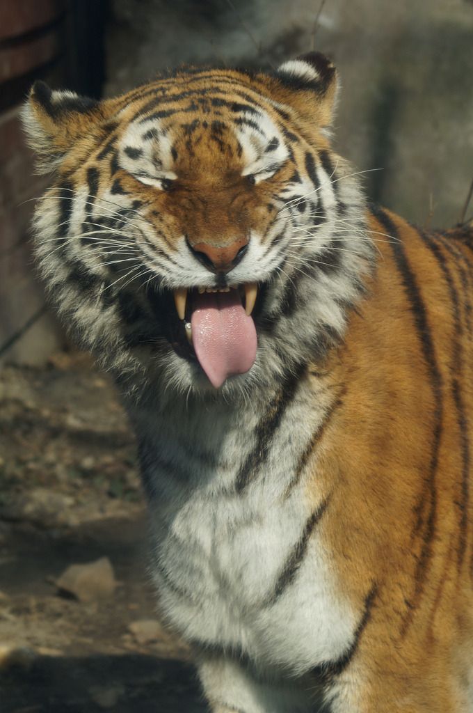 a tiger, a large wild cat with an orange and black striped coat,  is closeup and looking directly at the camera with a wide open mouth showing its teeth and a pink tongue. the tiger is in a slightly blurred background and looks like it's yawning.  the tiger is a predator and a symbol of power and strength.
