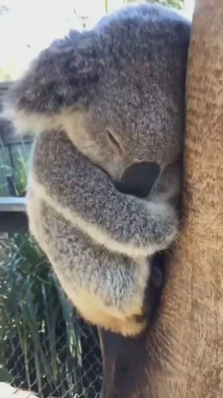 a closeup of a koala sleeping, curled up in a ball and hugging itself. its fur is a soft gray color, and it appears to be sleeping soundly. the koala is nestled against a rough, brown tree trunk. the tree bark is textured and has a natural brown color.  the koala's sleepy demeanor and soft fur create a sense of peace and tranquility.