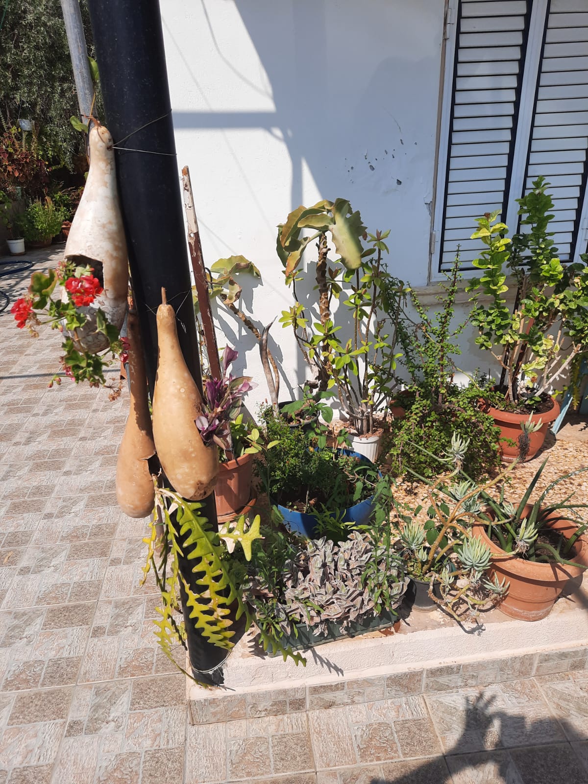 a variety of plants in pots are arranged outdoors on a tiled surface next to a building with a white wall and a shuttered window. dried gourds are attached to a black post with red flowers spilling from one.