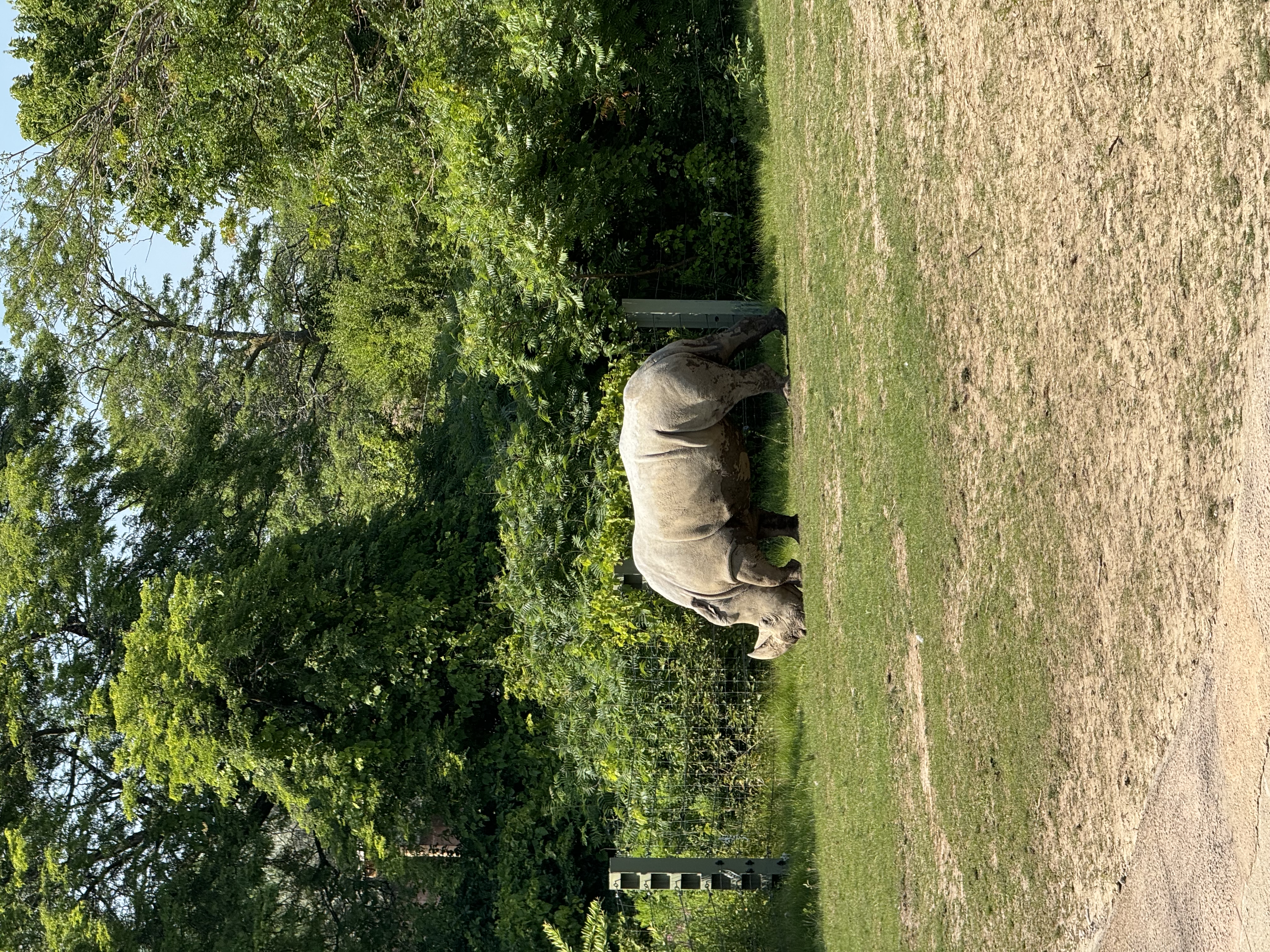 a rhinoceros grazes in a grassy enclosure on a sunny day. lush green trees and bushes form a backdrop to the scene.