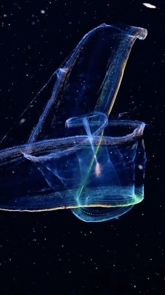 a luminous jellyfish with a long, transparent body and a round, bellshaped head floats in the dark, deep ocean, resembling a cosmic nebula or a galaxy. it's an ethereal and mesmerizing image of a creature of the deep.