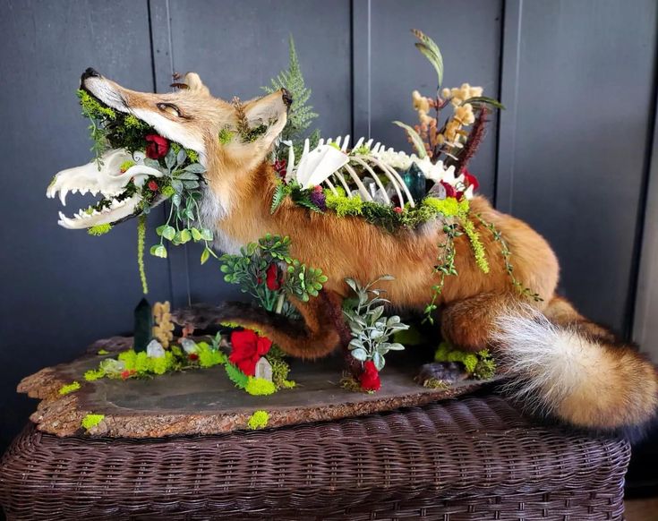 the image showcases a stunning piece of taxidermy art. a taxidermied red fox is presented in a dynamic pose, its mouth agape, revealing a small skull nestled within a lush arrangement of moss, flowers (including red roses), and greenery.  the fox's ribs and partial spine are visible, interwoven with the botanical elements and small crystals/gems. the overall effect is a blend of natural elements, creating a piece that is both beautiful and slightly macabre. the fox rests on a dark, earthytoned base, adding to the overall aesthetic. the background is a muted dark grey, allowing the artwork to stand out.  the piece sits on a wickerstyle table or shelf. the style evokes themes of nature, death, and rebirth.