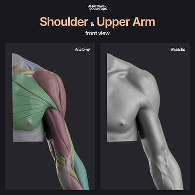 the image is a digital anatomical illustration of the human shoulder and upper arm. it presents two views: one highlighting the muscular structure with colorcoded muscles, and another showcasing a realistic rendering of the same body part. the image is set against a dark background and is intended for educational and artistic purposes, particularly for sculptors.