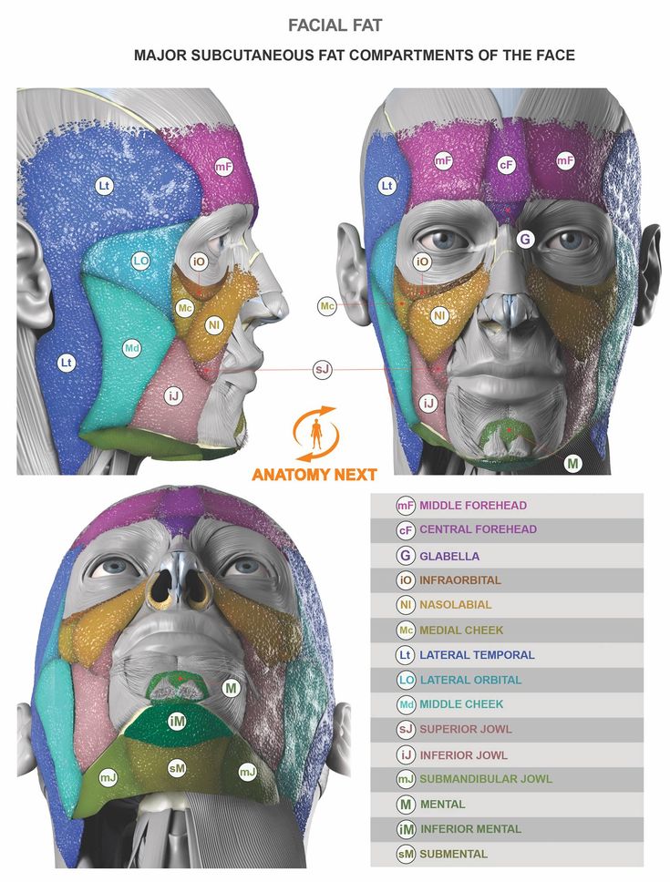 the image presents a detailed medical illustration of the major subcutaneous fat compartments of the face. it showcases both a front and side view of a human head, with different colored sections highlighting individual fat compartments. each compartment is labeled with an abbreviation, and a corresponding legend at the bottom of the image provides the full name for each abbreviation. the illustration is set against a white background with the title "facial fat" and "major subcutaneous fat compartments of the face" prominently displayed.
