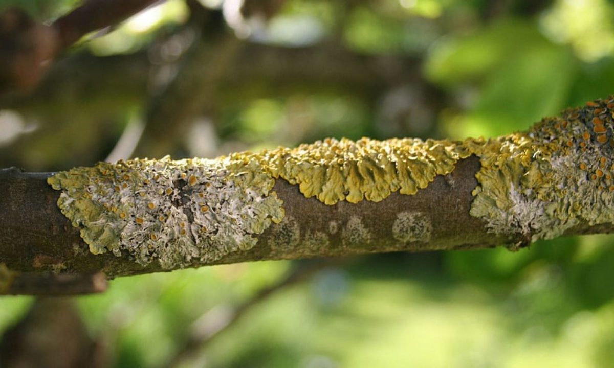 a closeup shot of a tree branch covered with lichen. the lichen is a bright yellowgreen color and the branch is brown. the background is out of focus and green.