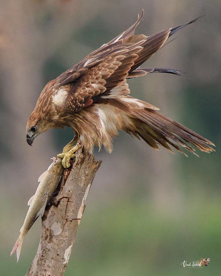 a brown hawk, with its wings spread out, is perched on a tree branch, with a fish in its talons. the hawk is looking down at the fish. the background is a blurry green.