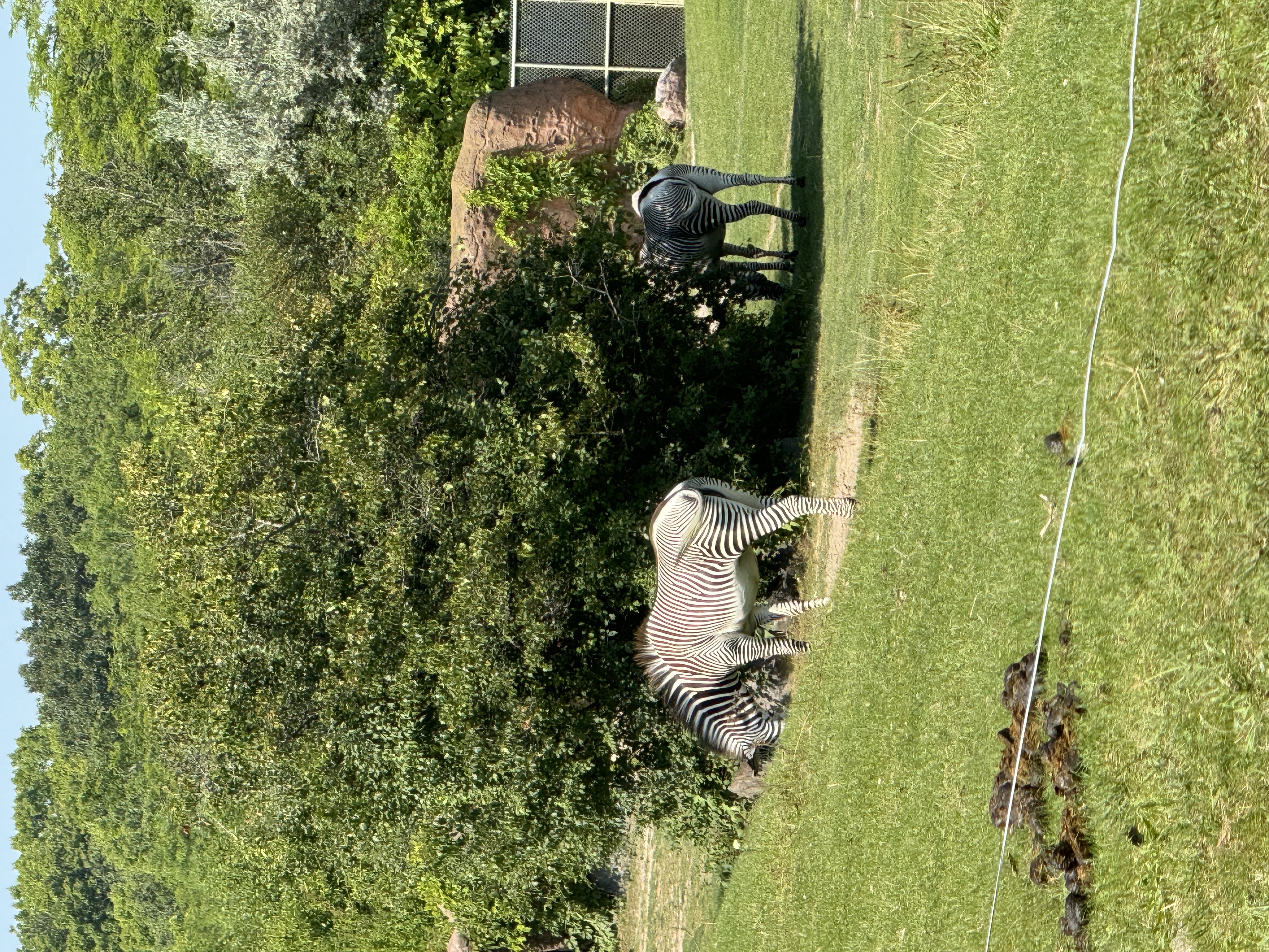 two zebras are grazing the grass in a zoo habitat. the zebras are black and white with stripes. one is positioned in front of a bush obscuring its back end. the habitat is grassy and green with a rock structure in the background and a fence in the distance.