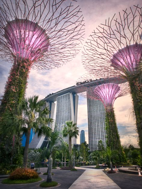 the image showcases the iconic supertree grove at gardens by the bay in singapore.  the massive, treelike structures with their intricate branchlike designs are illuminated, creating a striking contrast against the twilight sky.  in the background, the towering skyscrapers of marina bay sands are visible, providing a backdrop of modern urban architecture. lush palm trees and tropical vegetation fill the foreground, leading to a paved walkway. the overall atmosphere is one of futuristic design, blending seamlessly with natural elements to create a visually stunning cityscape. the soft, diffused lighting suggests either sunrise or sunset, enhancing the dramatic beauty of the scene.