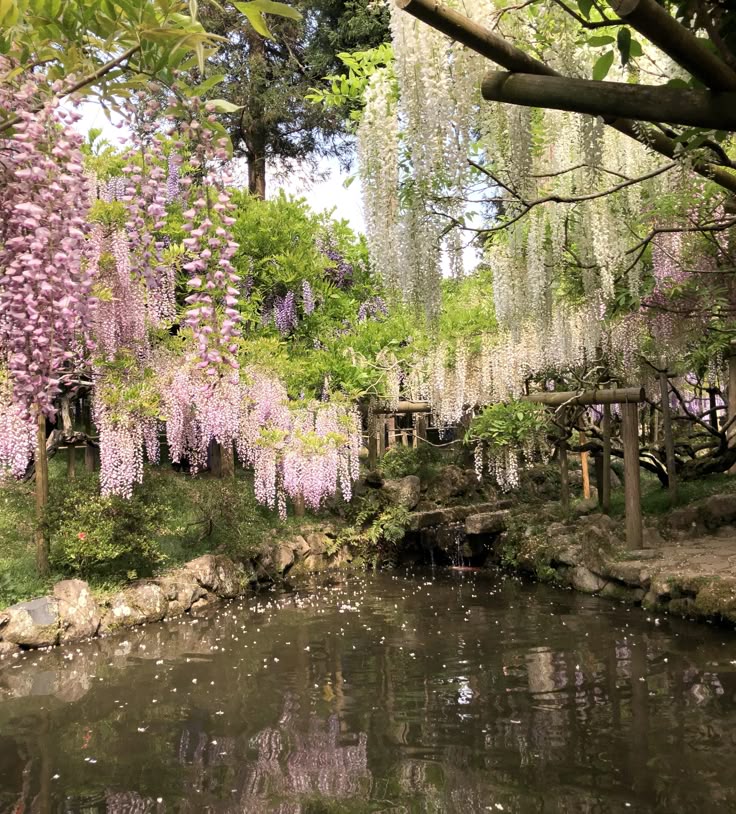 a serene scene of a pond surrounded by wisteria blossoms in shades of pink, white, and purple. the wisteria drapes over the water's edge, with their reflections visible in the still surface of the pond. there are trees in the background and a small waterfall cascading over rocks. the garden is landscaped with natural elements like stones and wooden structures.