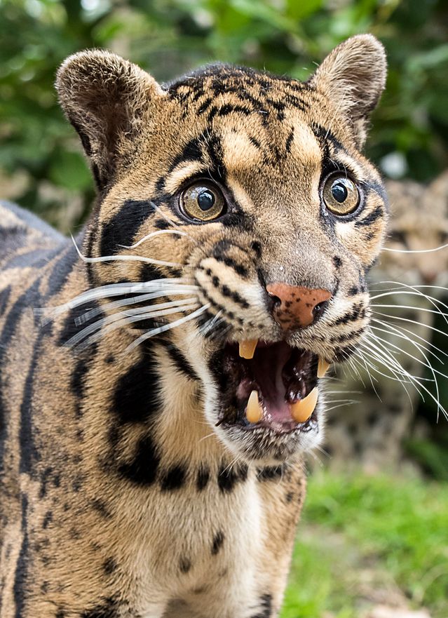 a closeup portrait of a clouded leopard with its mouth open in a growl. the leopard's fur is a beautiful mix of black and brown spots and stripes, its whiskers are long and prominent, and its eyes are alert and staring directly at the camera. the background is blurred green foliage. this image showcases the beauty and intensity of this elusive and endangered feline.