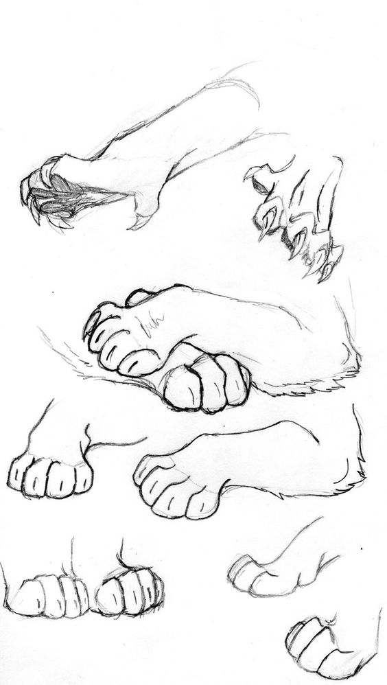 the image is a pencil sketch of animal paws in various positions.  it appears to be reference material for drawing.