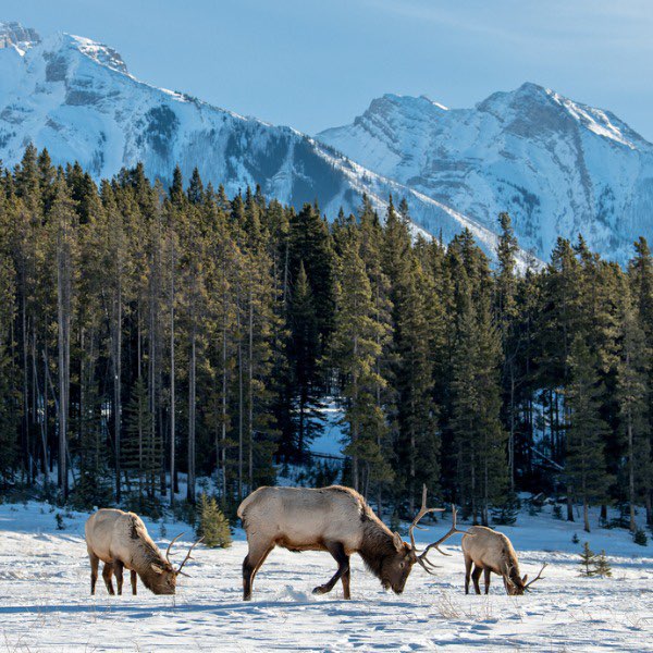 the image shows three elk grazing in a snowcovered meadow with a dense forest and snowcapped mountains in the background. the elk are varying in size, with the largest one in the middle. the landscape is serene with a clear sky.