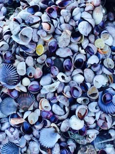 a closeup shot of a collection of seashells in various shades of blue, purple, and white. the shells are arranged in a random pattern, creating a visually appealing and textural image. the shells are likely from a beach or ocean environment.