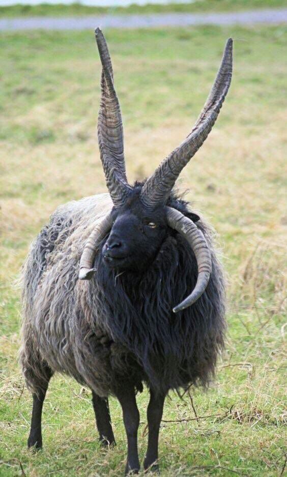 a closeup of a black and white sheep with curly horns looking straight at the camera in a field of green grass.  the sheep has a large amount of wool and is standing in a grassy field.  the horns are long and curved, and the sheep has a black face and legs.