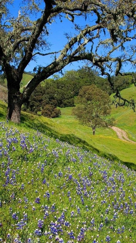 a picturesque hillside blanketed in vibrant wildflowers, with an old oak tree framing the left side. the rolling hills in the background are a lush green, and a dirt path meanders through the landscape. the scene is bathed in warm sunlight, creating a serene and inviting atmosphere.