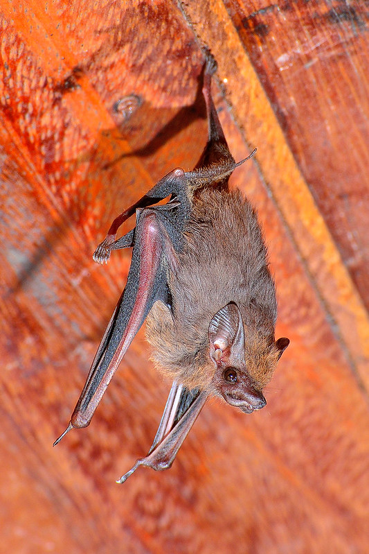 closeup shot of a little brown bat (myotis lucifugus) hanging upside down from a wooden ceiling. the bat's fur is brown and its wings are folded. the detail shows the bat's claws gripping the wood and the texture of its fur. the background is a reddishbrown wooden surface.