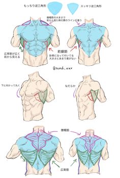 this image shows a comparison of two different male torso types  "round inverted triangle" and "slender inverted triangle". it provides anatomical sketches of the front and back muscles, highlighting the differences in muscle definition and shape between the two body types. the text in the image is in japanese and provides further explanation of the visual comparisons.