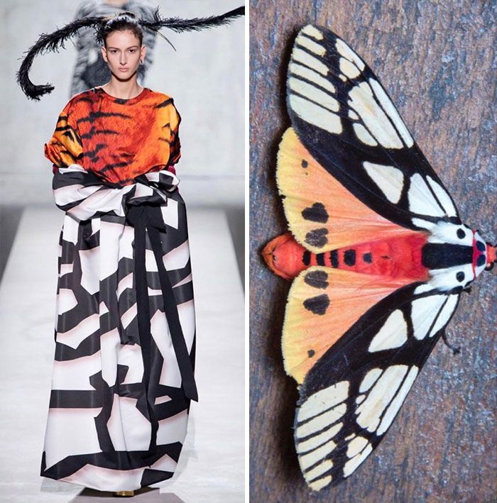the image shows a fashion model walking down a runway wearing a dress inspired by a moth. the dress is a black and white geometric print with a tiger print panel on the top. the model is also wearing a black feathered headdress. on the right side of the image is a closeup of a moth with similar coloring and patterns as the dress. the moth has black, white, orange, and red wings. the image is a beautiful example of how nature can inspire fashion.