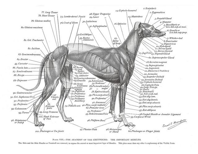the image is an anatomical diagram of a greyhound, illustrating the muscles and skeletal structure. the diagram is labeled with numbers and corresponding names of various muscles and bones. the layout is detailed, providing a comprehensive view of the greyhound's anatomy.