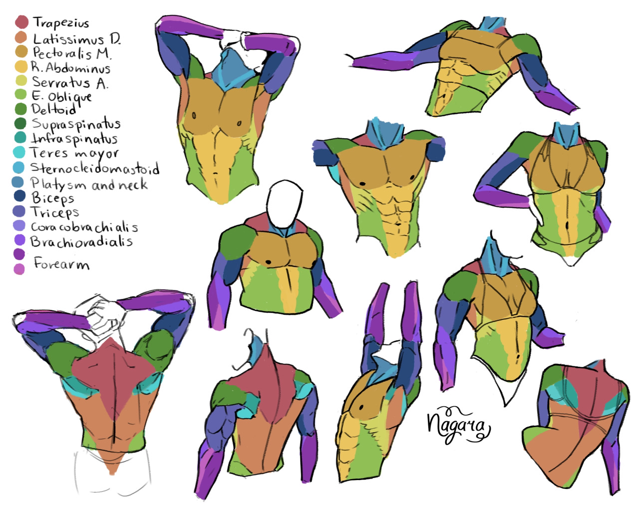 the image shows an anatomical illustration of the human torso depicting various muscle groups and their respective locations on both male and female bodies. the muscles are labeled with different colors corresponding to a key that includes the following: trapezius, latissimus dorsi, pectoralis major, rectus abdominis, serratus anterior, external oblique, deltoid, supraspinatus, infraspinatus, teres major, sternocleidomastoid, platysma and neck, biceps, triceps, coracobrachialis, brachioradialis, and forearm. the image features multiple drawings of torsos in different poses, showcasing the muscle distribution from various angles.