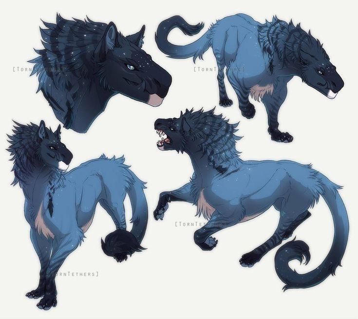the image showcases digital artwork depicting a fantastical canine creature, most closely resembling a wolf, in four different poses. the creature has a dark blue and black coloration with starry, constellationlike markings on its head and mane. one pose is a closeup of the head, showing a thoughtful or neutral expression. another pose shows the full body standing, with a braided section in its mane. a third pose presents the creature walking, and the final pose displays it snarling with an open mouth, revealing its teeth. the overall style suggests a blend of realism and fantasy. the artist's signature can be seen at the bottom of the image.