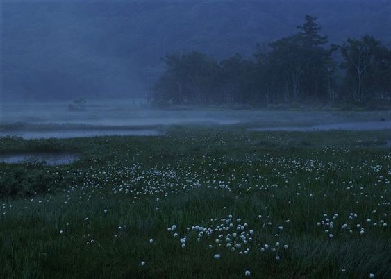 this image captures a serene twilight scene. a layer of fog hovers over a field of grass dotted with white flowers.  in the background, silhouetted trees rise into the misty air, creating a mysterious and atmospheric setting. the soft, diffused light of the blue hour casts a cool, tranquil mood over the entire scene.