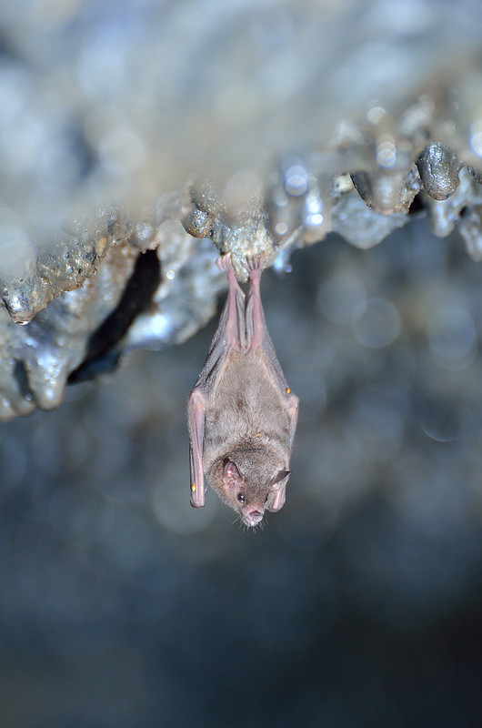 closeup shot of a small brown bat hanging upside down from the ceiling of a cave. the bat's fur is visible, and its wings are folded neatly. the cave ceiling is rough and textured, with various formations. the background is blurred, focusing attention on the bat.