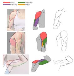 the image is a sketch showing the anatomy of the human arm muscles from different angles. it highlights the different muscle groups and their placement in the arm. the use of color coding helps differentiate the various muscles, making it easier to understand their structure and how they work together.