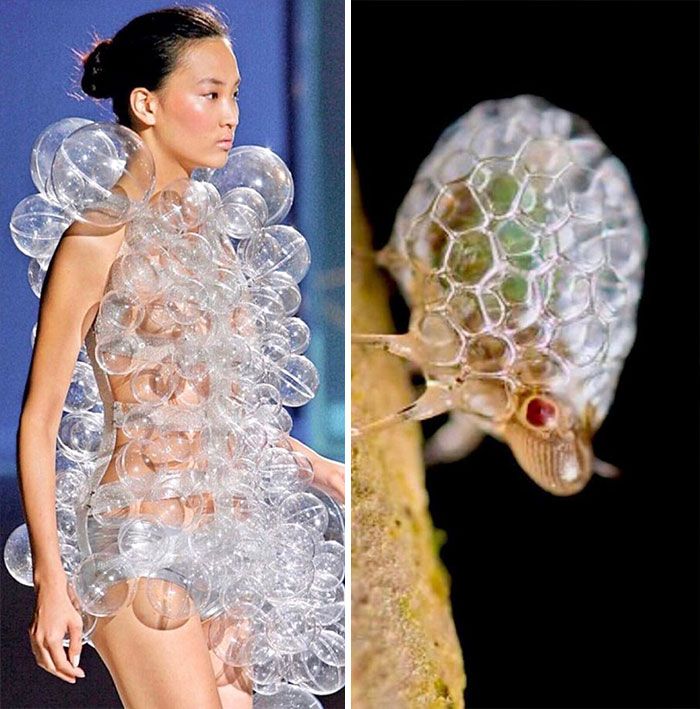 this image shows a fashion model wearing a dress made of bubbles, alongside a closeup photo of an insect with a similar bubblelike structure on its back. the juxtaposition highlights the inspiration that nature can provide for fashion and design.
