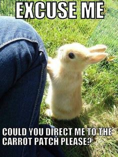 a light brown bunny rabbit stands in a field of grass, looking up at a person's blue jeans. there is a funny meme above the bunny that reads, "excuse me, could you direct me to the carrot patch please?".