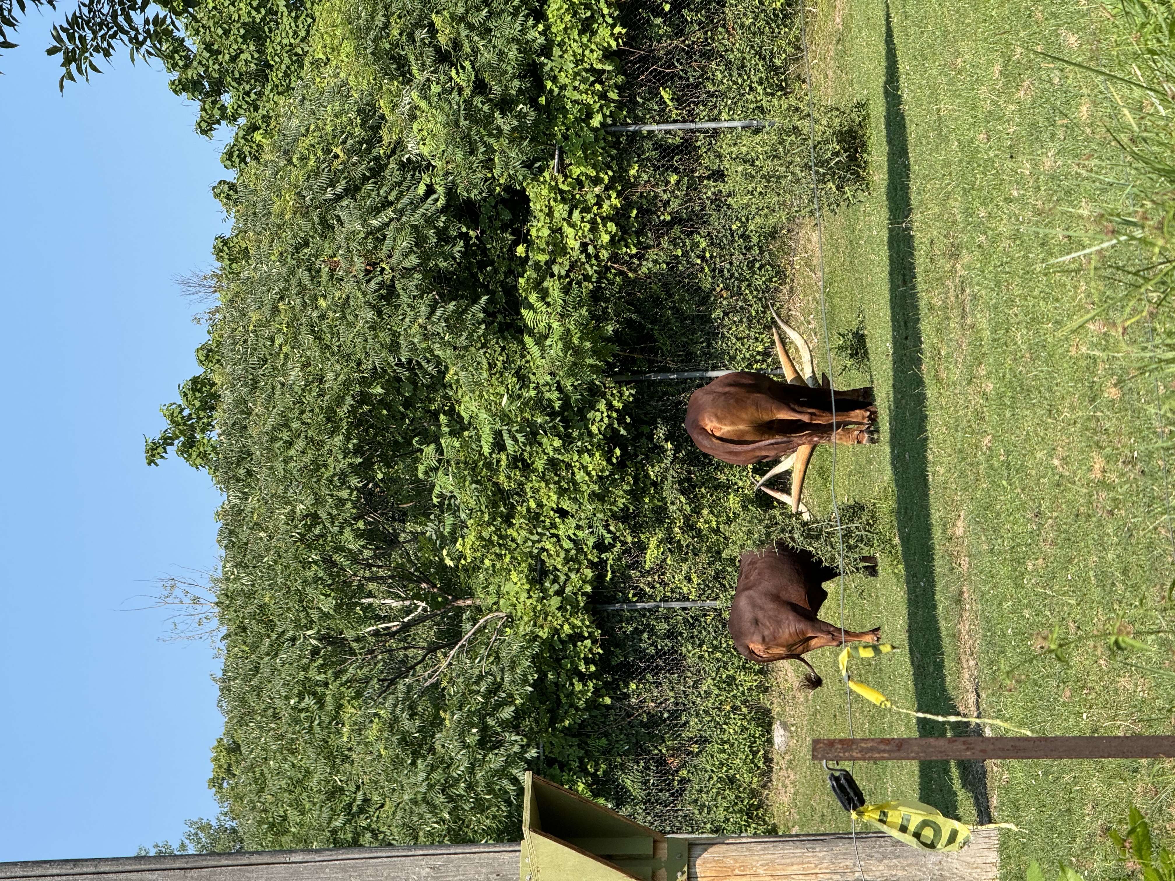 two large brown oxen graze in an enclosure. the oxen are in a grassy area with trees and a fence in the background. the weather appears to be sunny and clear.