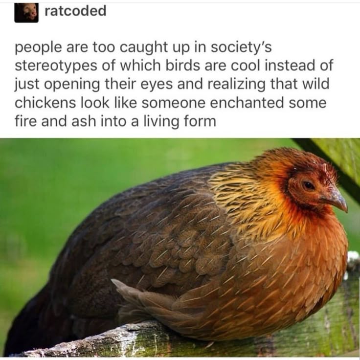 the image shows a photograph of a wild chicken with a caption from a tumblr user "ratcoded." the caption states, "people are too caught up in society's stereotypes of which birds are cool instead of just opening their eyes and realizing that wild chickens look like someone enchanted some fire and ash into a living form." the chicken is sitting on a wooden fence, with dark brown plumage gradually transitioning to orange and yellow around its neck and head. the background is a blurry green.