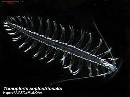 a side view of a tomopteris septentrionalis, a type of transparent, bioluminescent polychaete worm, against a black background.