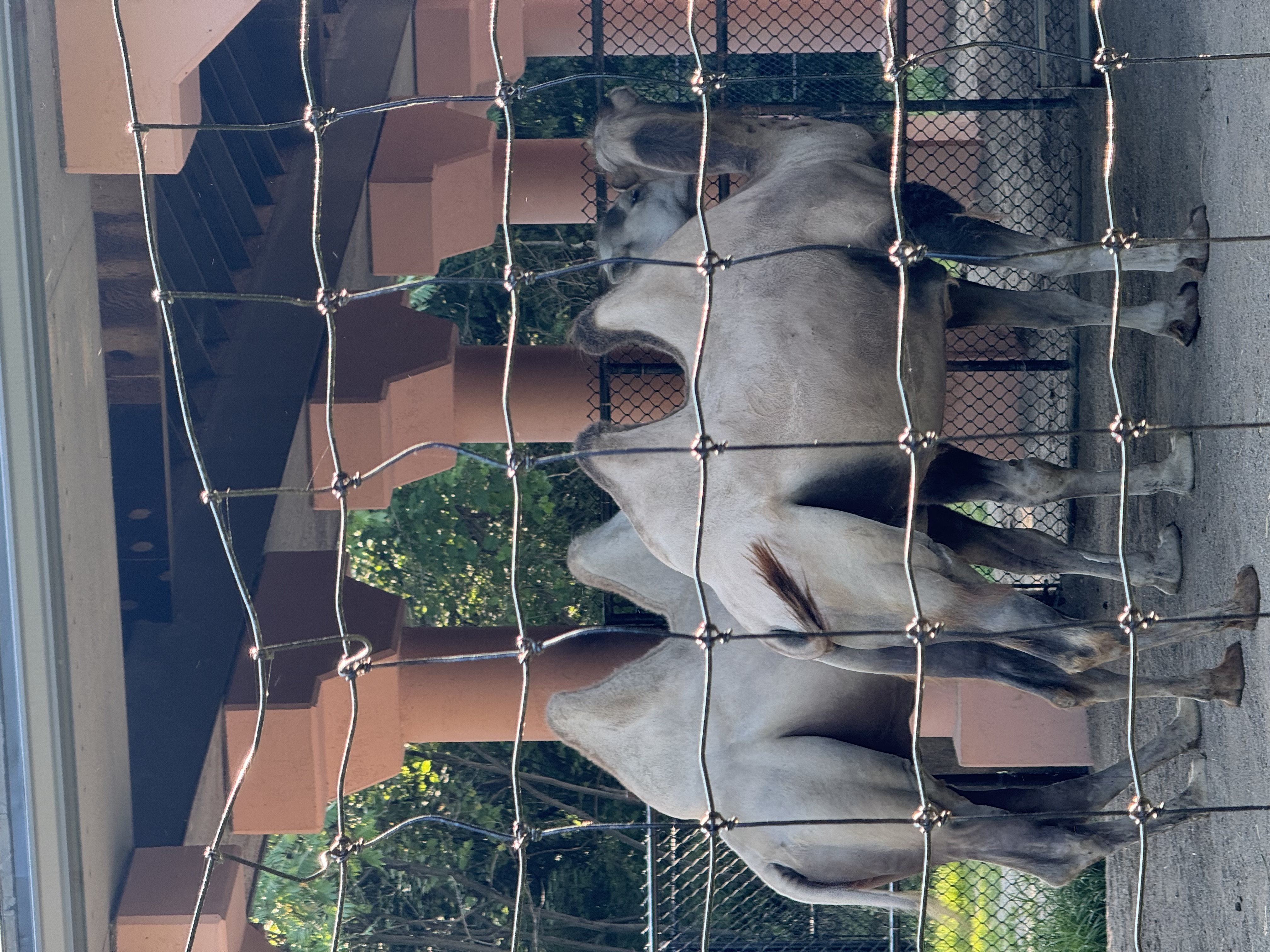 three camels with white fur are standing in an enclosed area. there's dirt on the ground and a metal fence separating the camels from the viewer.